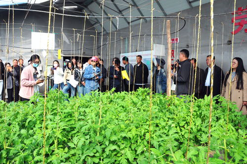 科技赋能农业 宁夏统筹推进农业科技园区建设与技术开发