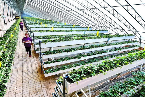 乡村振兴新路径 品牌引领+技术驱动，让农产品变身“香饽饽”