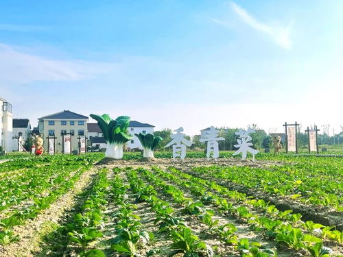 看苏州吴江 绘就新时代鱼米之乡生动画卷的农业技术开发之路