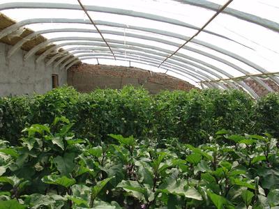 供应黄瓜种植大棚与日光温室大棚的技术开发与应用