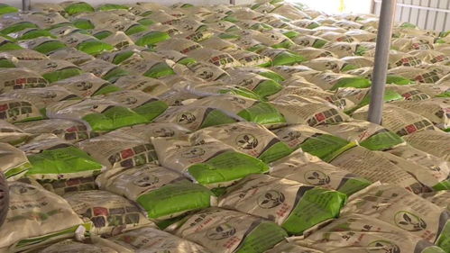 科技赋能热带农业 保亭打造乡村振兴新引擎