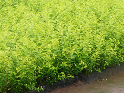 江苏成富农业技术开发 洒金柏种植与养护技术详解