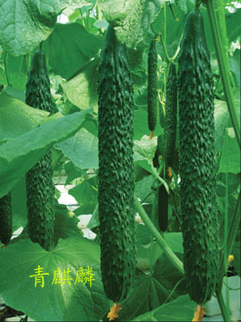 北京中良信农业技术开发 科技赋能现代农业，引领绿色创新发展