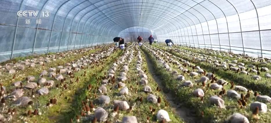 以农业技术开发为引擎，打造城乡联动产业集群，赋能农民增收致富