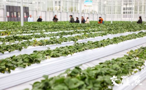 践行嘱托开新局 盐都区现代农业产业示范园，草莓大棚变身智能工厂