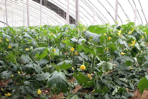 邓庄农业科技示范园 农业技术开发的创新与实践