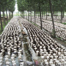 地栽黑木耳 费县现代农业科技发展的新引擎